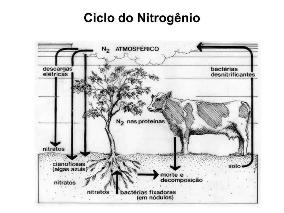 Ciclo do Nitrogênio