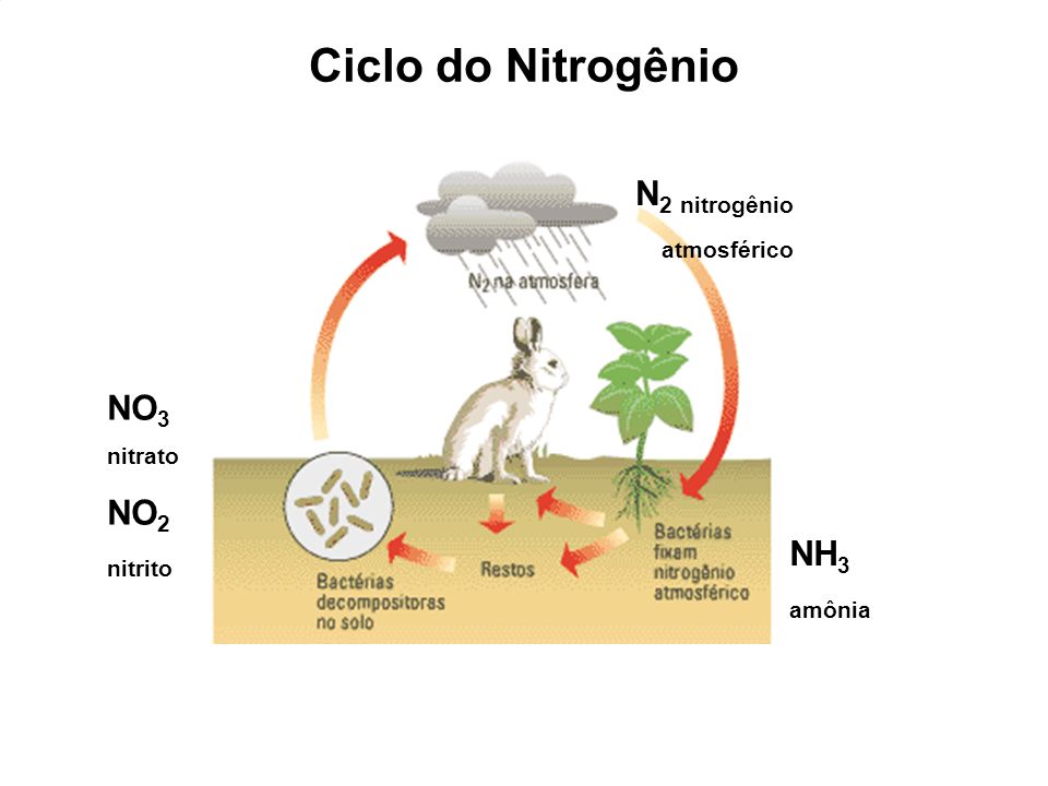 Ciclo do Nitrogênio N2 nitrogênio atmosférico NO3 NO2 nitrito NH3
