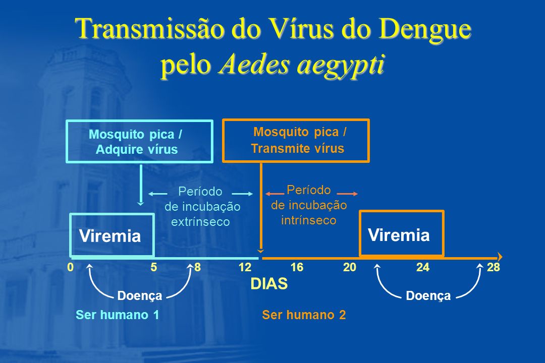 Transmissão do Vírus do Dengue pelo Aedes aegypti