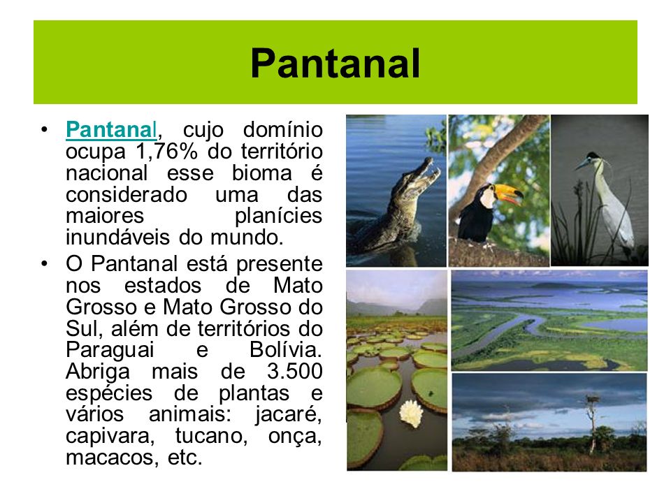 Pantanal Pantanal, cujo domínio ocupa 1,76% do território nacional esse bioma é considerado uma das maiores planícies inundáveis do mundo.