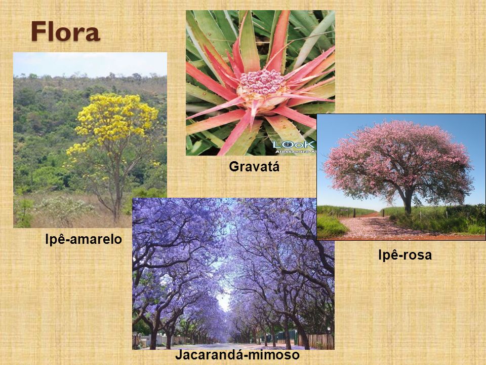 Flora Gravatá Ipê-amarelo Ipê-rosa Jacarandá-mimoso