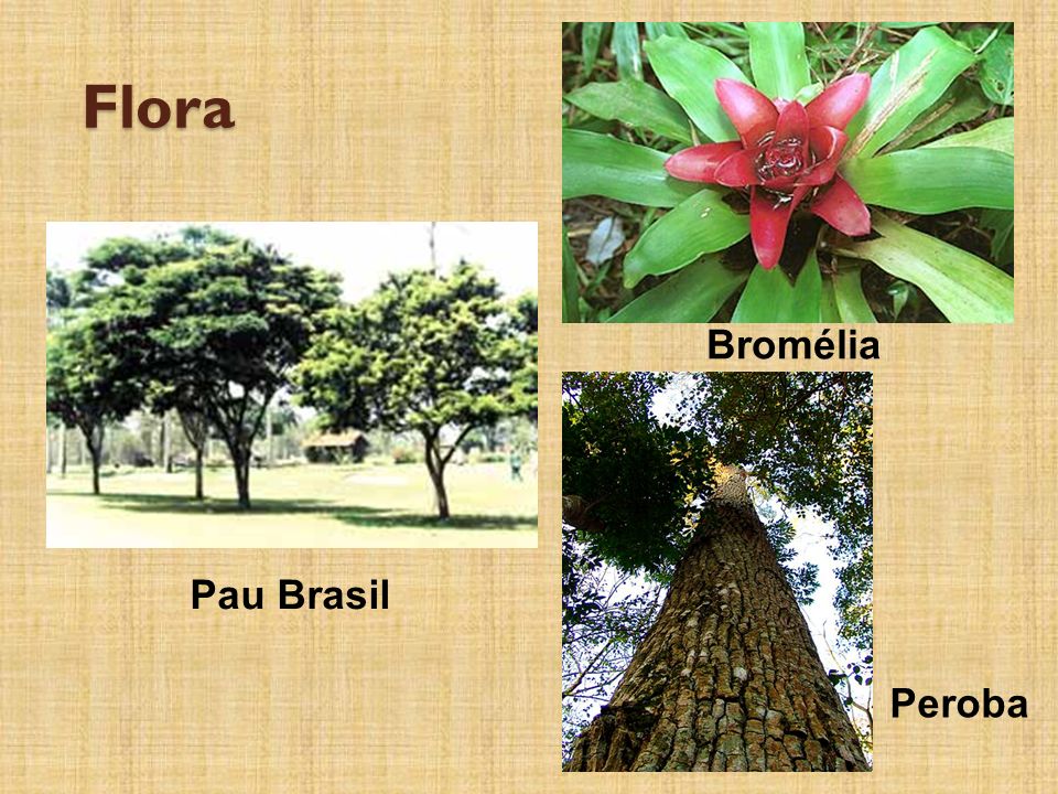 Flora Bromélia Pau Brasil Peroba