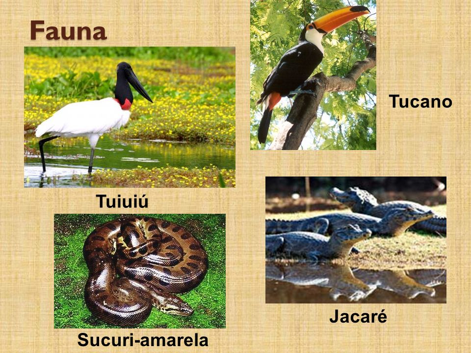 Fauna Tucano Tuiuiú Jacaré Sucuri-amarela