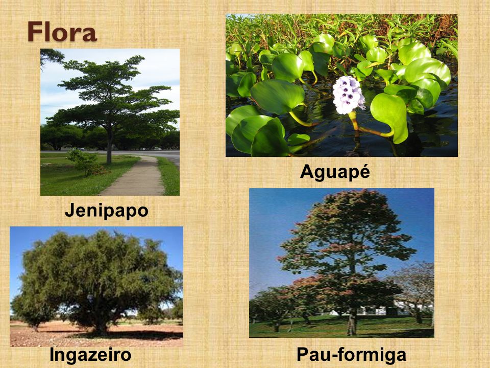 Flora Aguapé Jenipapo Ingazeiro Pau-formiga
