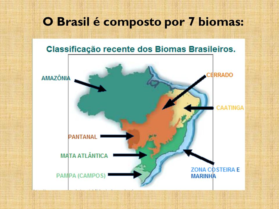 O Brasil é composto por 7 biomas: