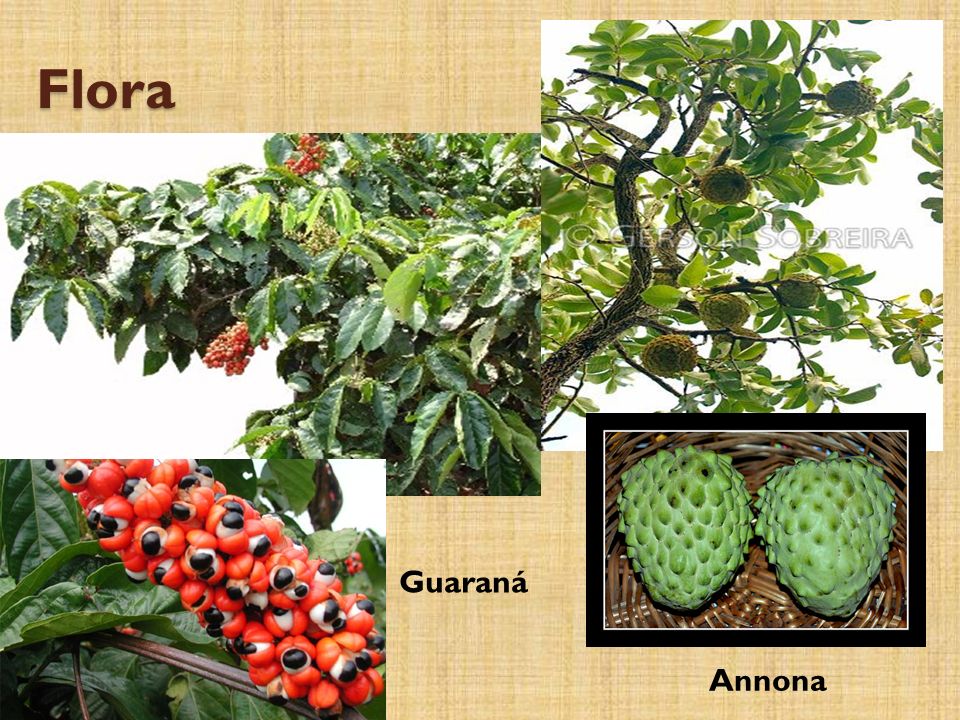 Flora Guaraná Annona