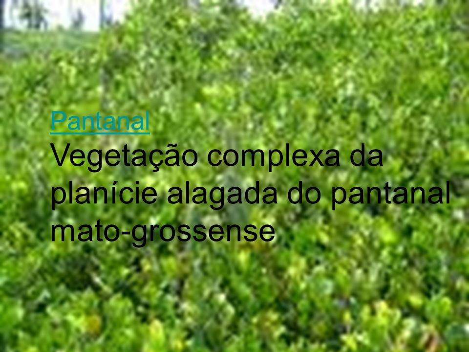 Pantanal Vegetação complexa da planície alagada do pantanal mato-grossense