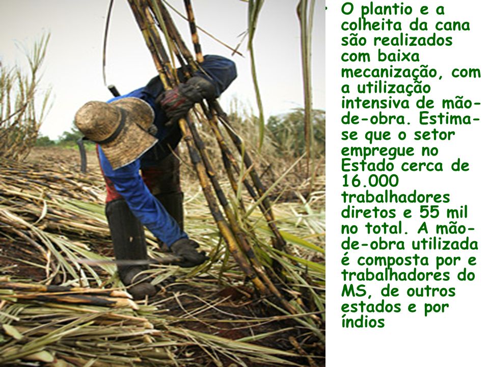 O plantio e a colheita da cana são realizados com baixa mecanização, com a utilização intensiva de mão-de-obra.