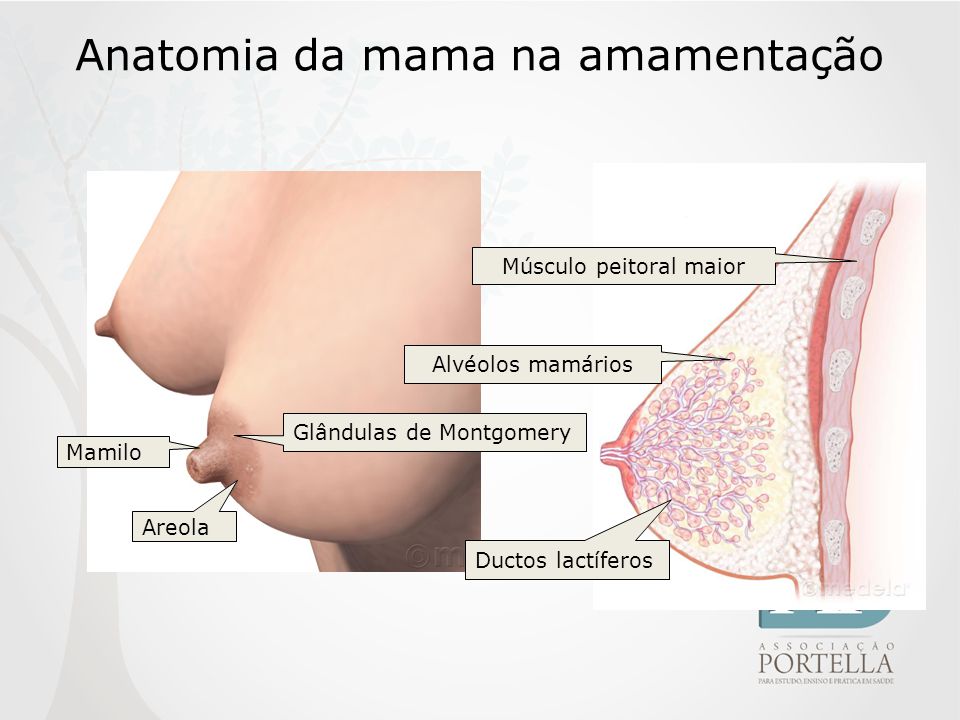 Anatomia da mama na amamentação