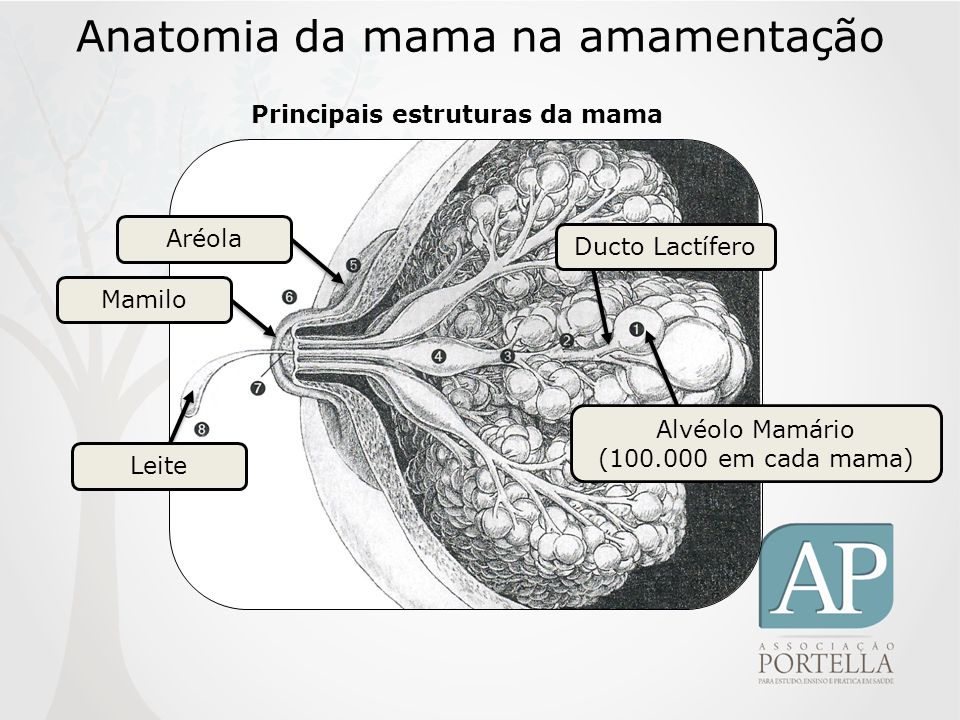 Principais estruturas da mama