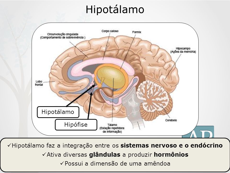 Hipotálamo Hipotálamo Hipófise