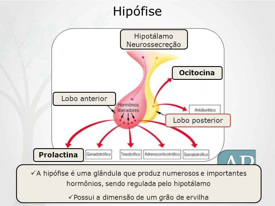 Hipófise Hipotálamo Neurossecreção Ocitocina Lobo anterior