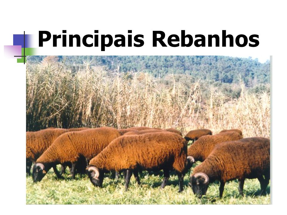 Principais Rebanhos