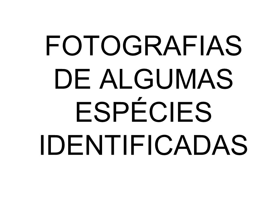 FOTOGRAFIAS DE ALGUMAS ESPÉCIES IDENTIFICADAS