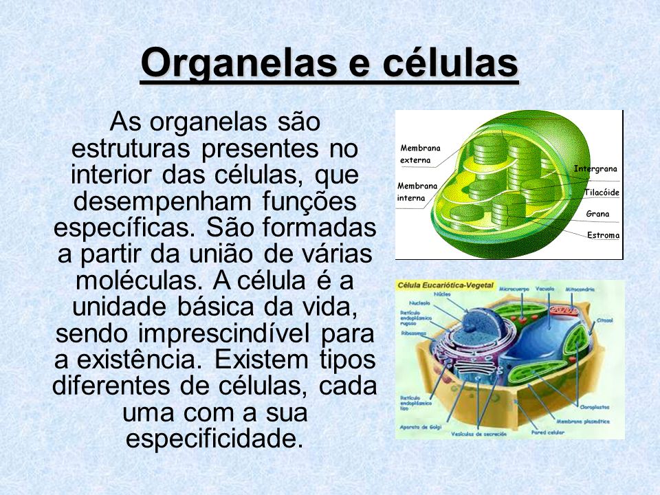 Organelas e células