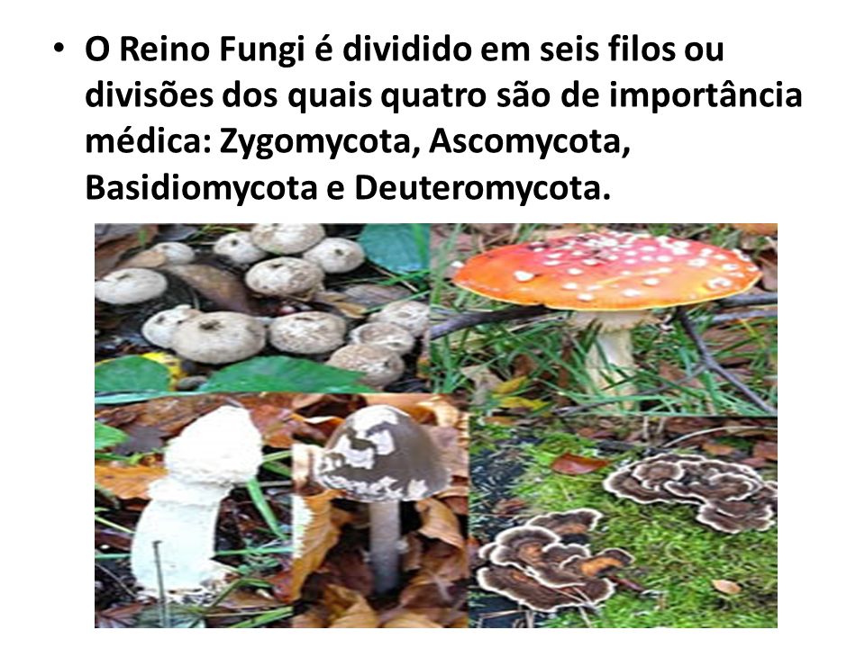 O Reino Fungi é dividido em seis filos ou divisões dos quais quatro são de importância médica: Zygomycota, Ascomycota, Basidiomycota e Deuteromycota.