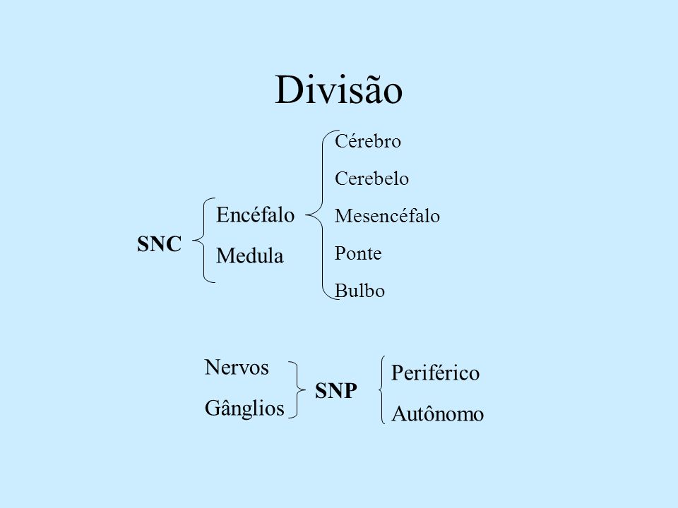 Divisão Encéfalo Medula SNC Nervos Periférico Gânglios Autônomo SNP