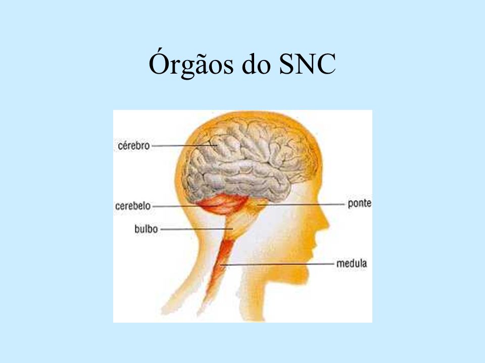 Órgãos do SNC