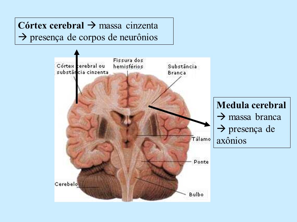 Córtex cerebral  massa cinzenta  presença de corpos de neurônios