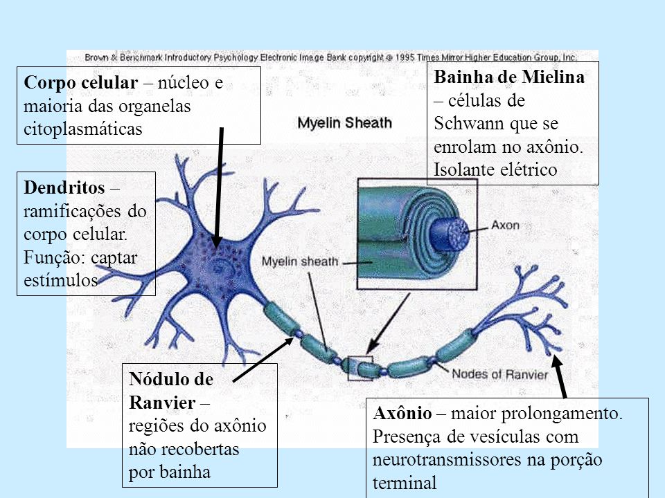 Bainha de Mielina – células de Schwann que se enrolam no axônio