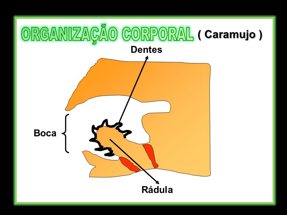 ORGANIZAÇÃO CORPORAL ( Caramujo ) Dentes Boca Rádula