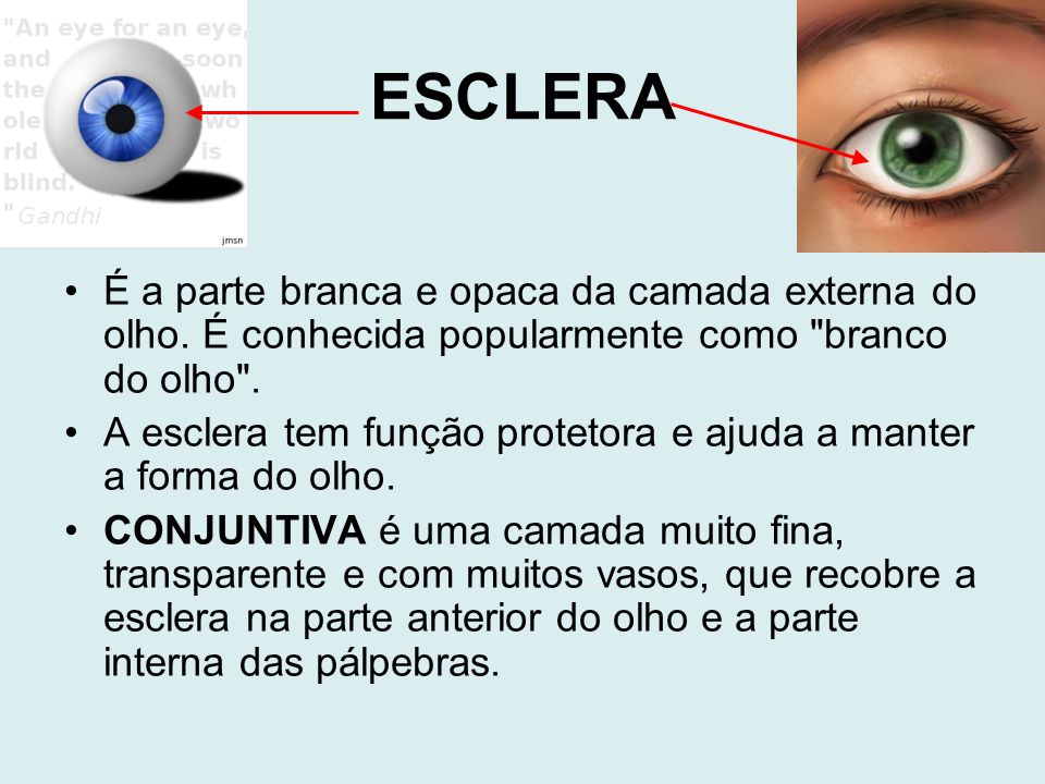 ESCLERA É a parte branca e opaca da camada externa do olho. É conhecida popularmente como branco do olho .