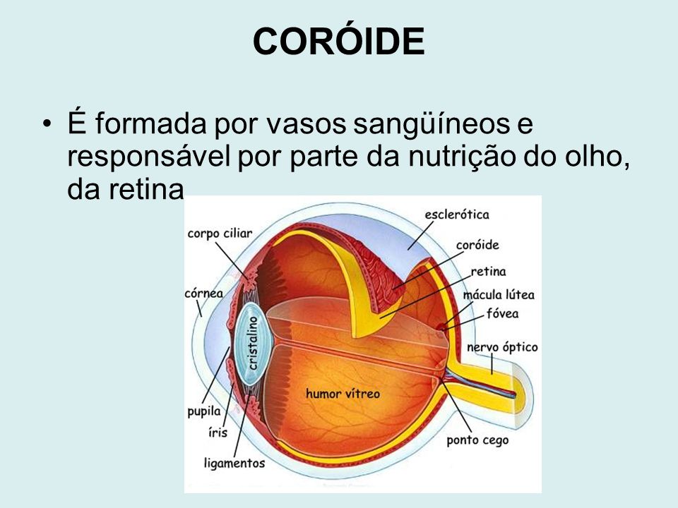 CORÓIDE É formada por vasos sangüíneos e responsável por parte da nutrição do olho, da retina.