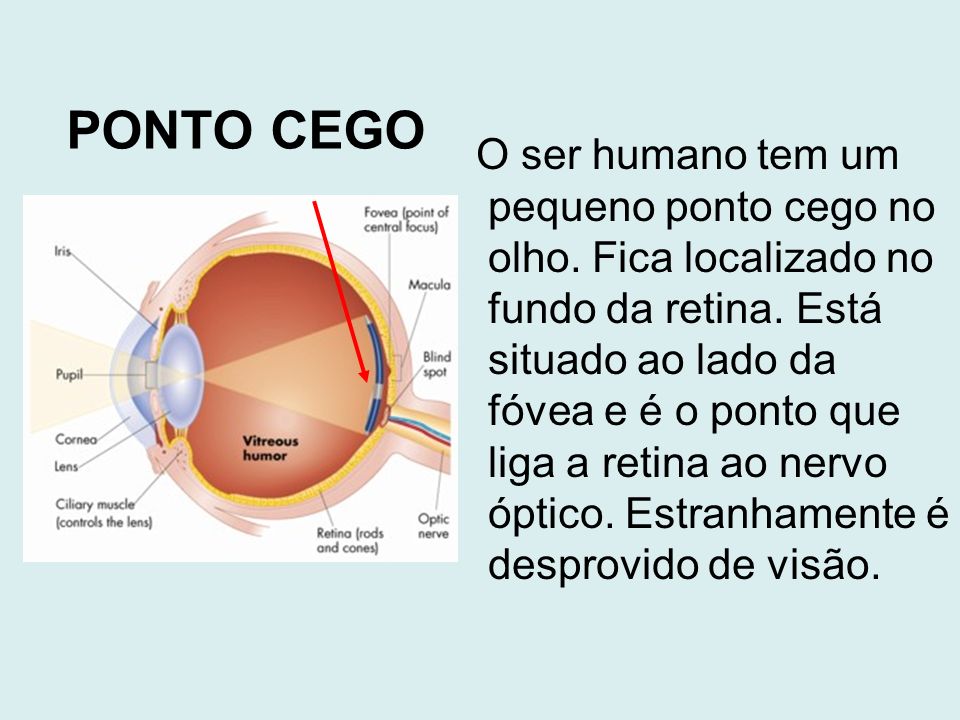 O ser humano tem um pequeno ponto cego no olho