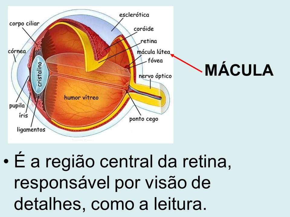 MÁCULA É a região central da retina, responsável por visão de detalhes, como a leitura.