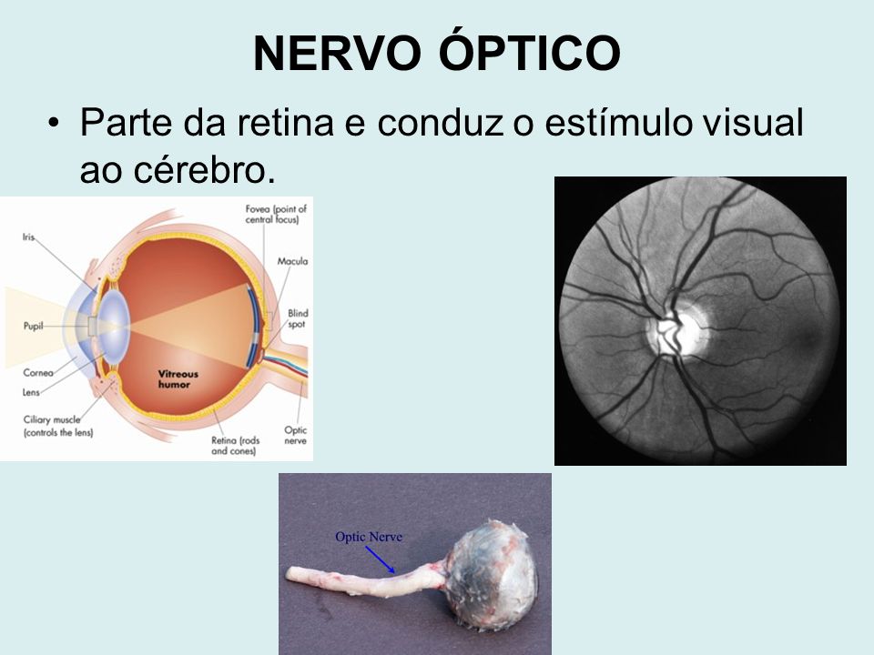 NERVO ÓPTICO Parte da retina e conduz o estímulo visual ao cérebro.