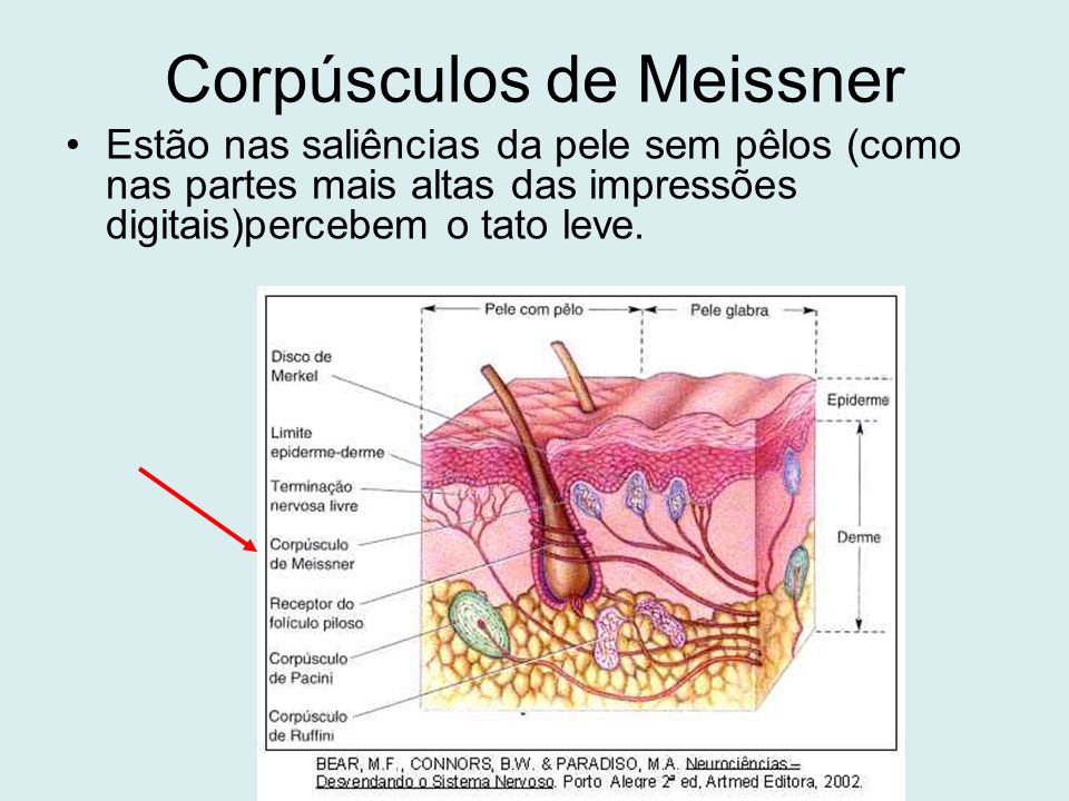 Corpúsculos de Meissner