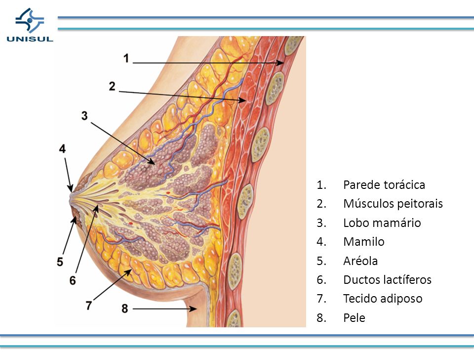 Parede torácica Músculos peitorais Lobo mamário Mamilo Aréola Ductos lactíferos Tecido adiposo Pele