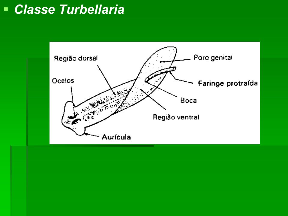 Classe Turbellaria