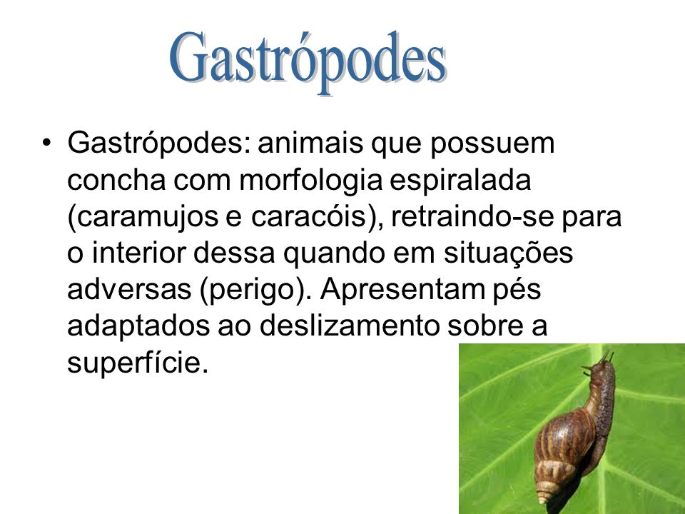 Gastrópodes