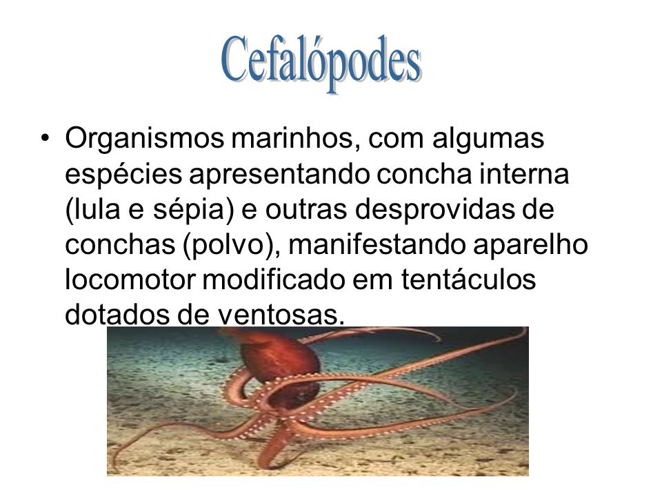 Cefalópodes