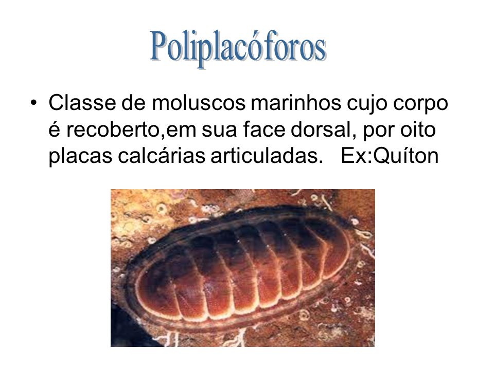 Poliplacóforos Classe de moluscos marinhos cujo corpo é recoberto,em sua face dorsal, por oito placas calcárias articuladas.