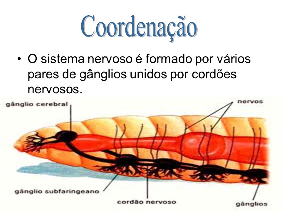Coordenação O sistema nervoso é formado por vários pares de gânglios unidos por cordões nervosos.