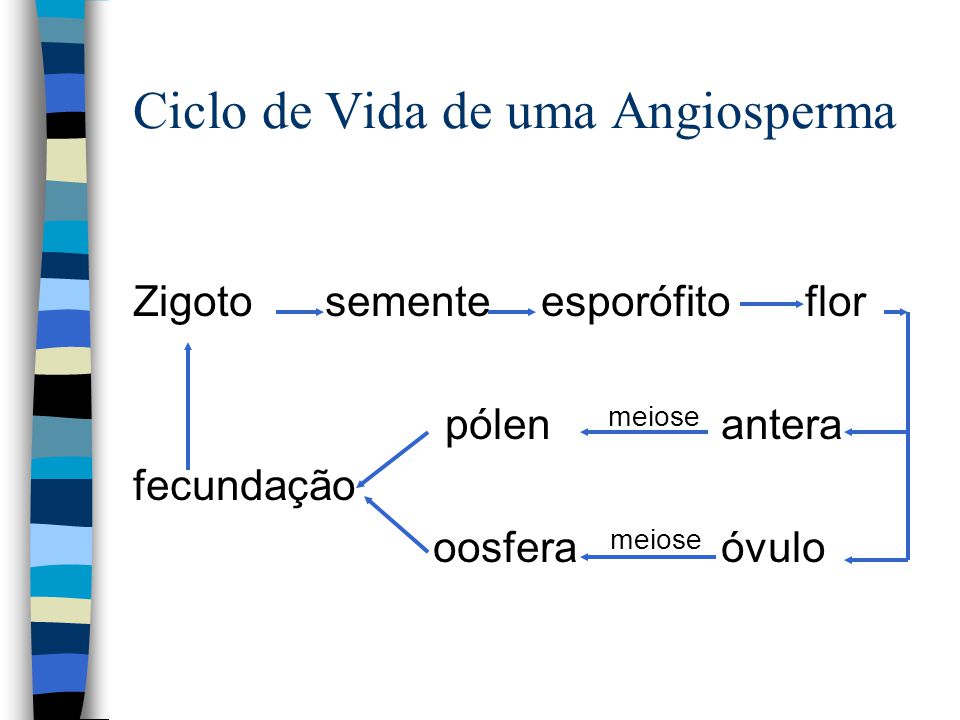 FECUNDAÇÃO DE ANGIOSPERMA - ppt carregar