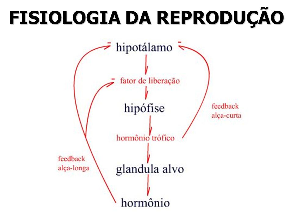 veterinaria - Fisiologia da Reprodução