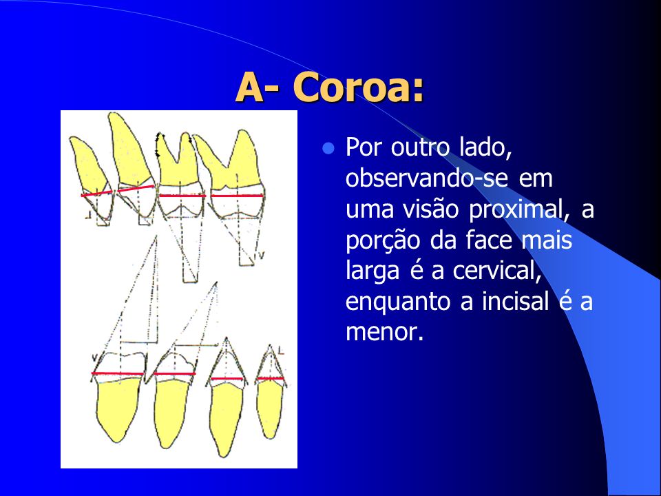 A- Coroa: Por outro lado, observando-se em uma visão proximal, a porção da face mais larga é a cervical, enquanto a incisal é a menor.