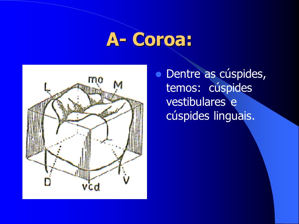 A- Coroa: Dentre as cúspides, temos: cúspides vestibulares e cúspides linguais.