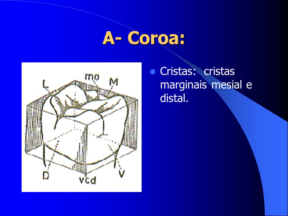 A- Coroa: Cristas: cristas marginais mesial e distal.