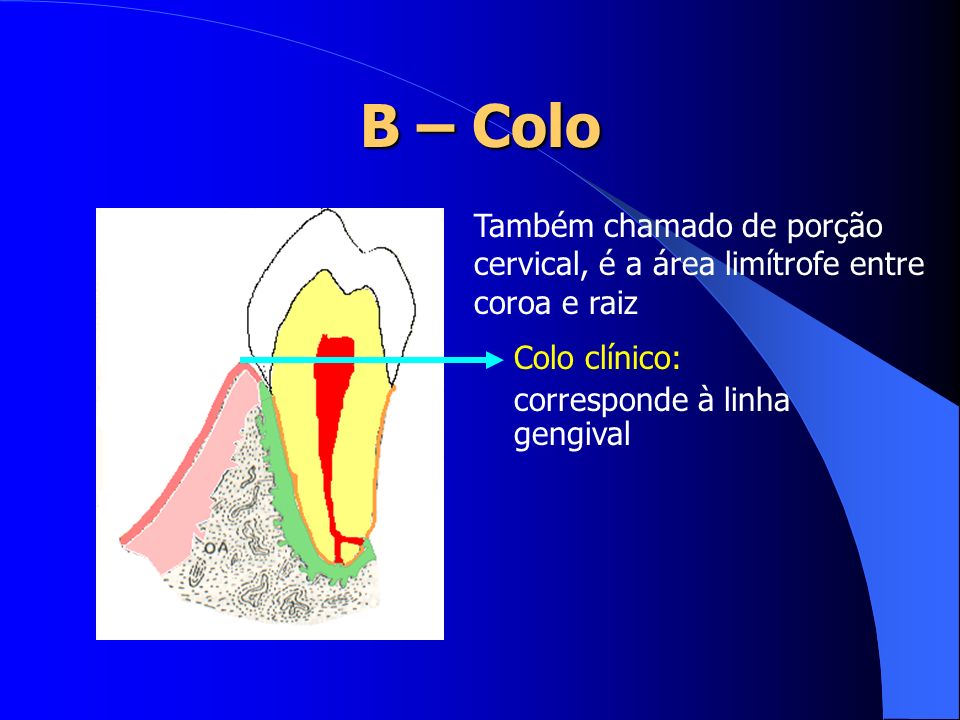 B – Colo Também chamado de porção cervical, é a área limítrofe entre coroa e raiz.