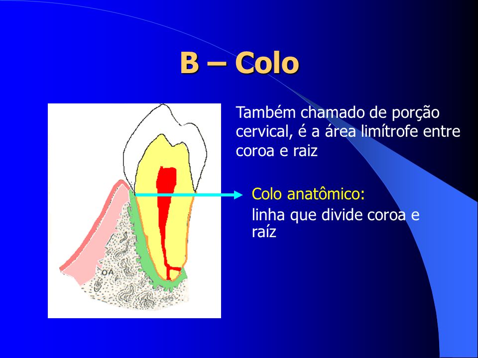 B – Colo Também chamado de porção cervical, é a área limítrofe entre coroa e raiz. Colo anatômico: