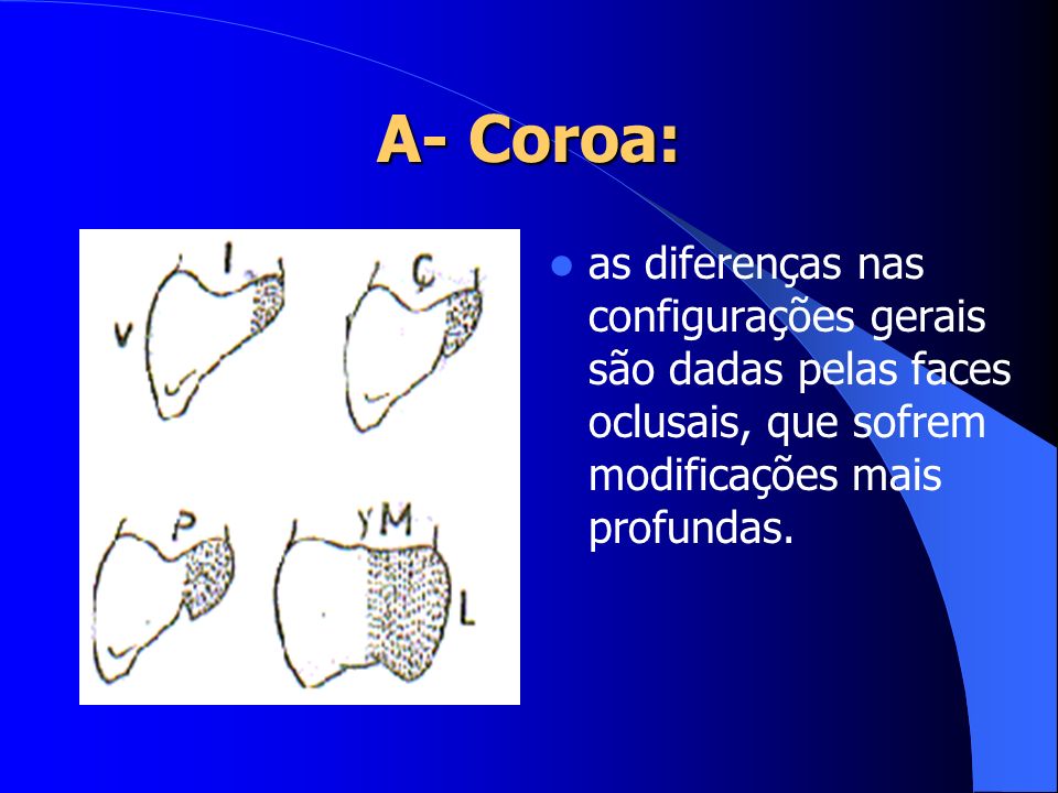 A- Coroa: as diferenças nas configurações gerais são dadas pelas faces oclusais, que sofrem modificações mais profundas.