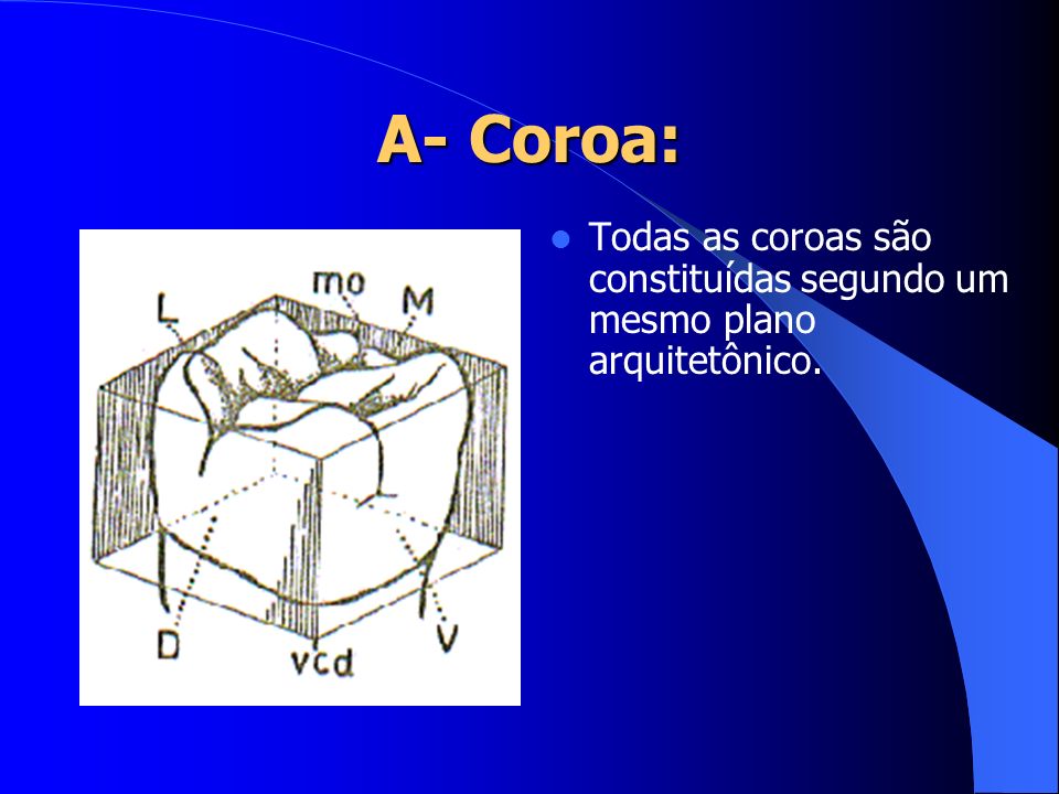 A- Coroa: Todas as coroas são constituídas segundo um mesmo plano arquitetônico.