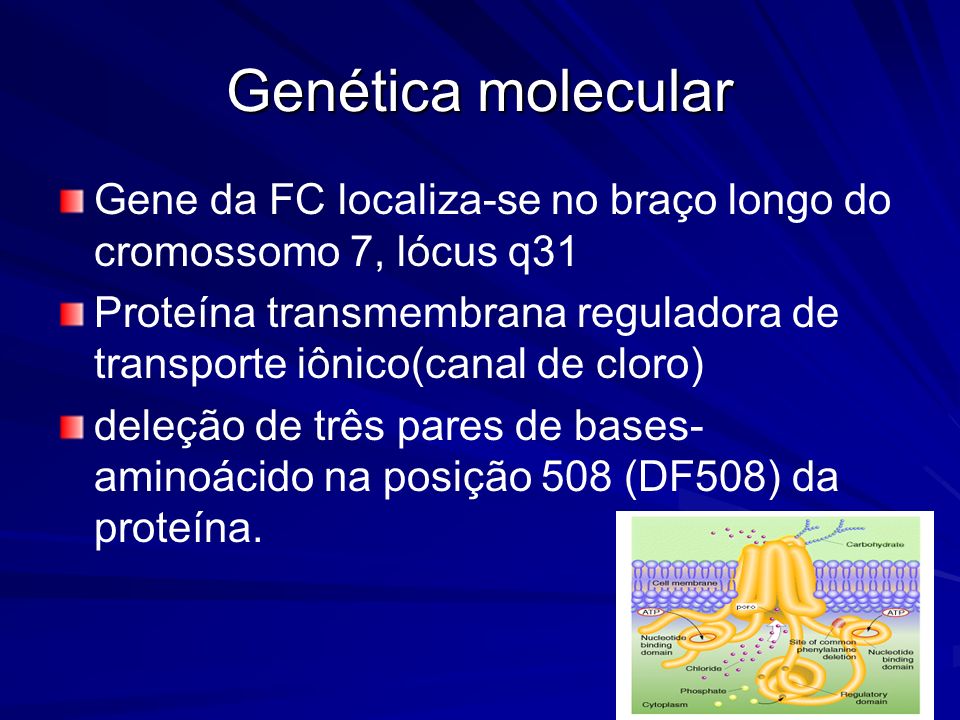 Genética molecular Gene da FC localiza-se no braço longo do cromossomo 7, lócus q31.