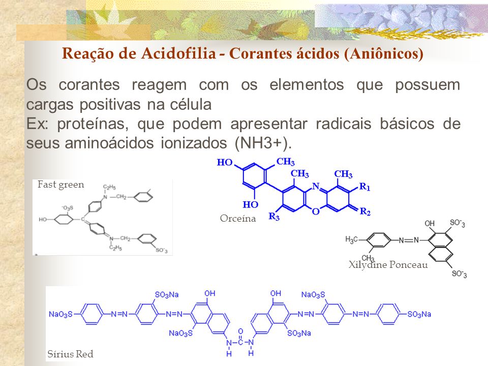 Basofilia e Acidofilia: coloração do Panótico - ppt video online carregar