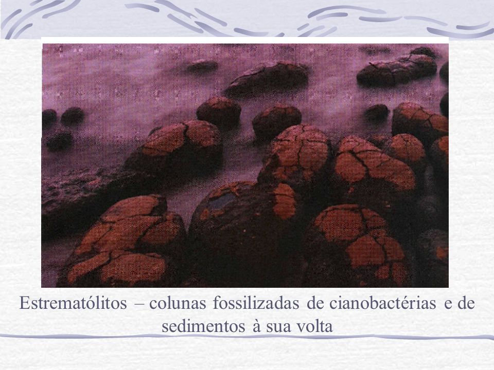 Estrematólitos – colunas fossilizadas de cianobactérias e de sedimentos à sua volta