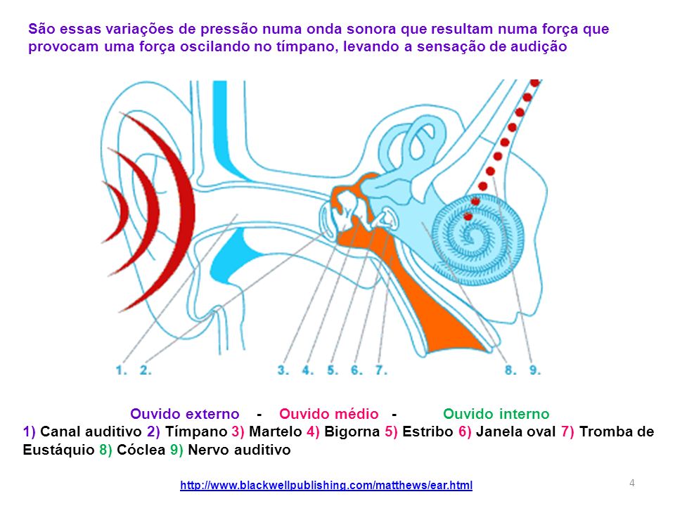 Ouvido externo - Ouvido médio - Ouvido interno
